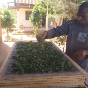 18-moringa-burkina-photo-2