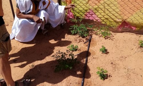 20-moringa-mauritanie-culture-photo-3